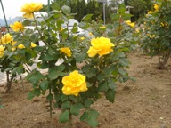 pDSC00366.JPG