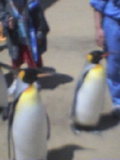 pengn.jpg