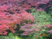 DSC00054.JPG